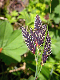 DSCN1233_redigerad